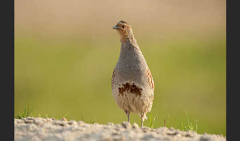 Rebhuhn (Perdix perdix)