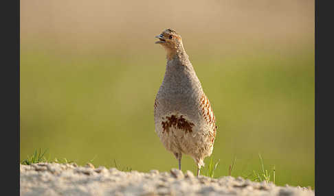 Rebhuhn (Perdix perdix)