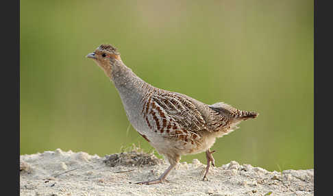 Rebhuhn (Perdix perdix)