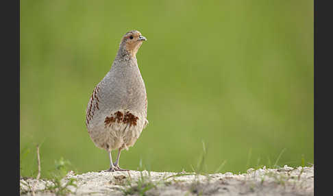 Rebhuhn (Perdix perdix)