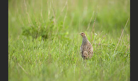 Rebhuhn (Perdix perdix)