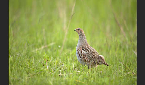 Rebhuhn (Perdix perdix)