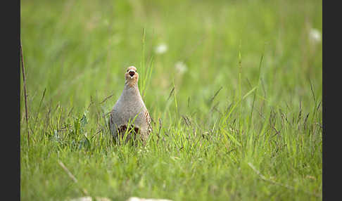 Rebhuhn (Perdix perdix)