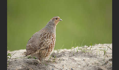 Rebhuhn (Perdix perdix)