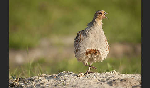 Rebhuhn (Perdix perdix)