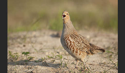 Rebhuhn (Perdix perdix)