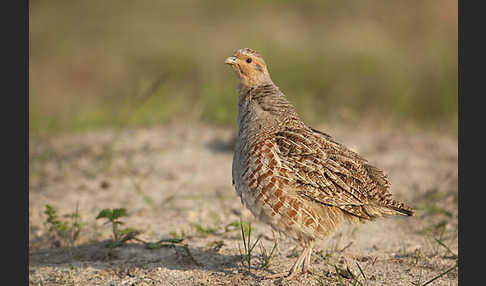 Rebhuhn (Perdix perdix)