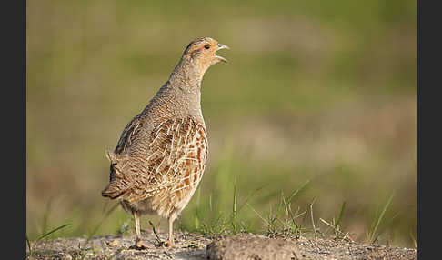 Rebhuhn (Perdix perdix)