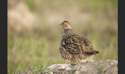 Rebhuhn (Perdix perdix)