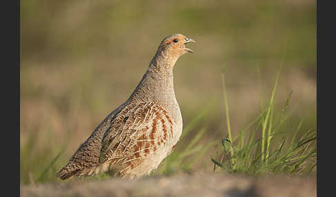 Rebhuhn (Perdix perdix)