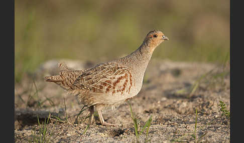 Rebhuhn (Perdix perdix)