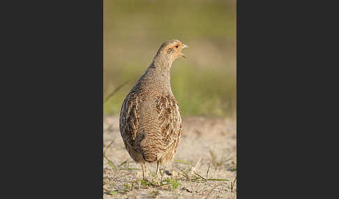 Rebhuhn (Perdix perdix)