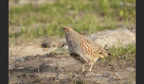 Rebhuhn (Perdix perdix)