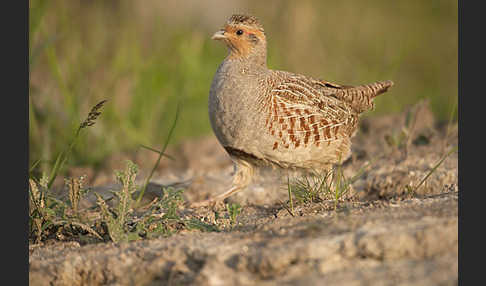 Rebhuhn (Perdix perdix)