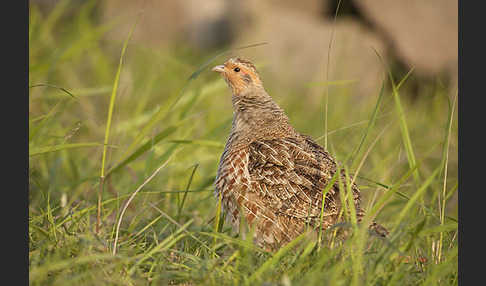 Rebhuhn (Perdix perdix)