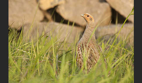 Rebhuhn (Perdix perdix)