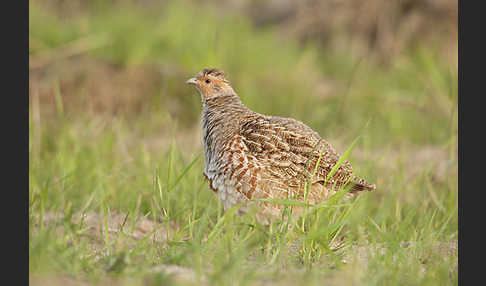 Rebhuhn (Perdix perdix)