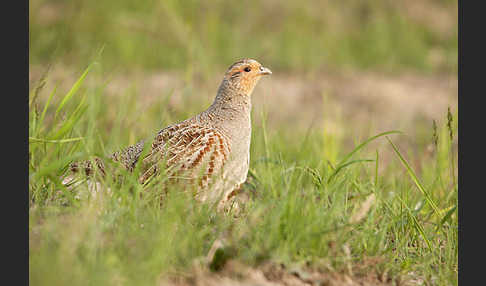 Rebhuhn (Perdix perdix)