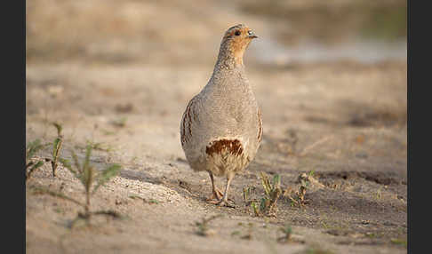 Rebhuhn (Perdix perdix)