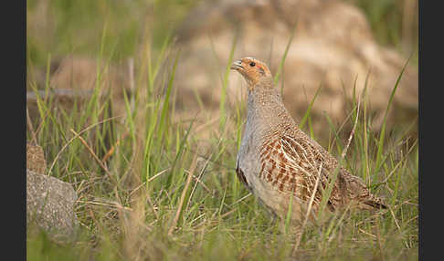 Rebhuhn (Perdix perdix)