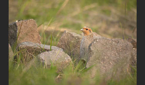 Rebhuhn (Perdix perdix)