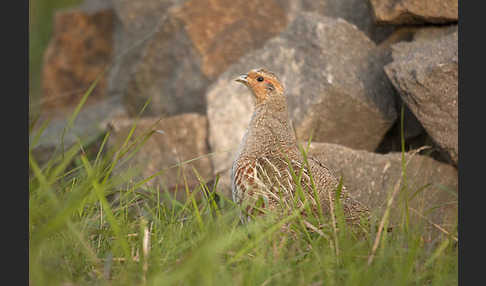 Rebhuhn (Perdix perdix)