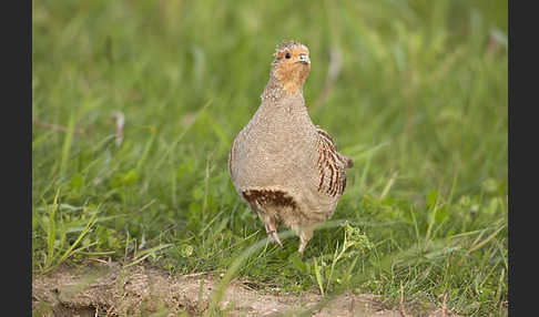 Rebhuhn (Perdix perdix)