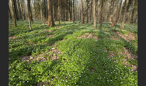 Busch-Windröschen (Anemone nemorosa)