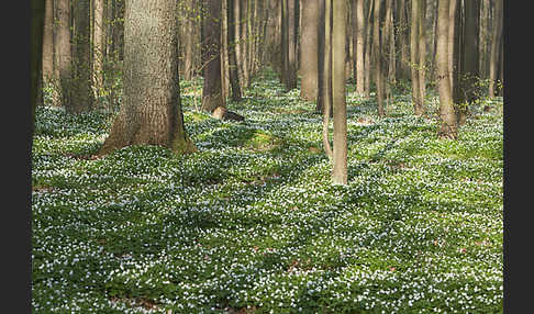 Busch-Windröschen (Anemone nemorosa)