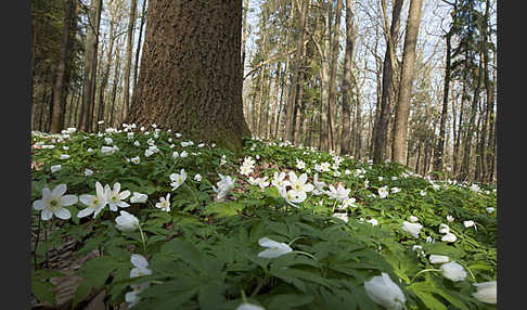 Busch-Windröschen (Anemone nemorosa)