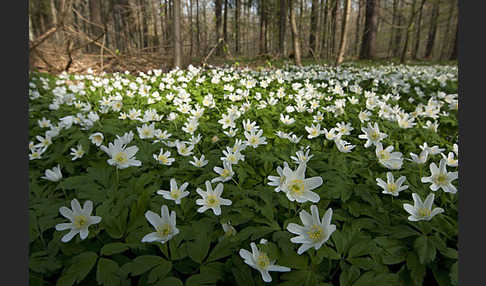 Busch-Windröschen (Anemone nemorosa)