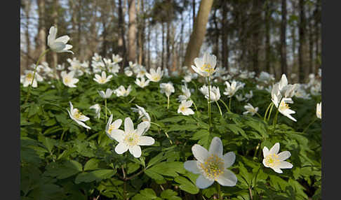 Busch-Windröschen (Anemone nemorosa)