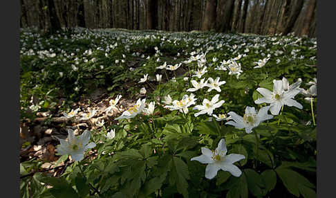 Busch-Windröschen (Anemone nemorosa)