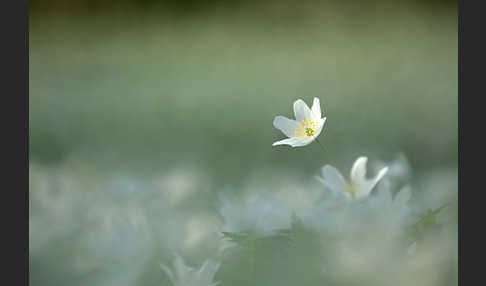 Busch-Windröschen (Anemone nemorosa)