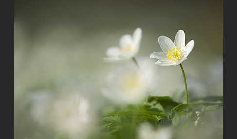 Busch-Windröschen (Anemone nemorosa)