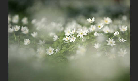 Busch-Windröschen (Anemone nemorosa)