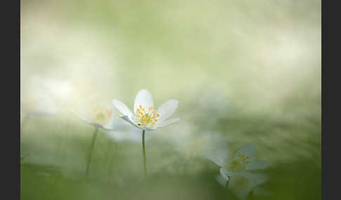 Busch-Windröschen (Anemone nemorosa)