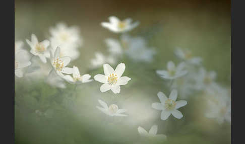 Busch-Windröschen (Anemone nemorosa)