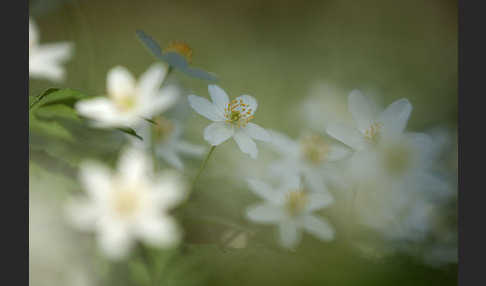 Busch-Windröschen (Anemone nemorosa)