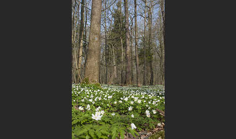 Busch-Windröschen (Anemone nemorosa)