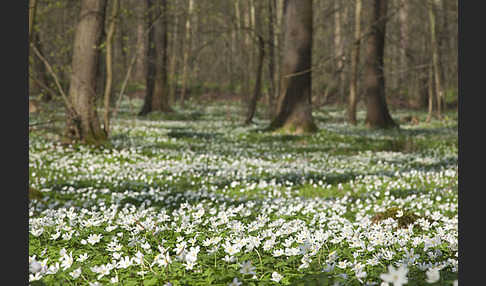 Busch-Windröschen (Anemone nemorosa)