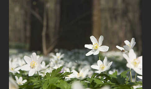 Busch-Windröschen (Anemone nemorosa)