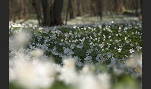 Busch-Windröschen (Anemone nemorosa)