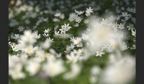 Busch-Windröschen (Anemone nemorosa)