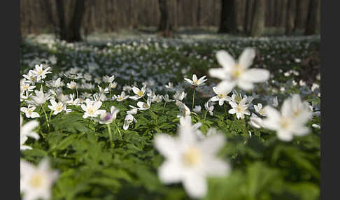 Busch-Windröschen (Anemone nemorosa)