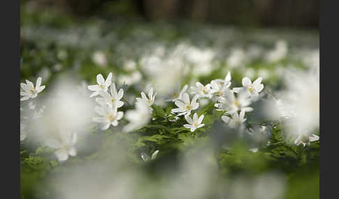 Busch-Windröschen (Anemone nemorosa)