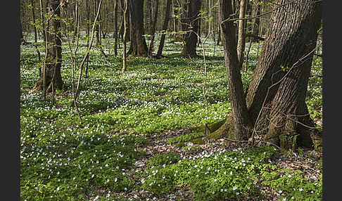 Busch-Windröschen (Anemone nemorosa)