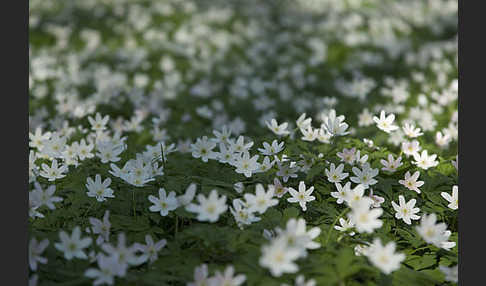 Busch-Windröschen (Anemone nemorosa)