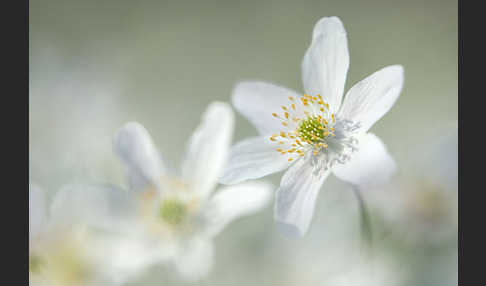 Busch-Windröschen (Anemone nemorosa)