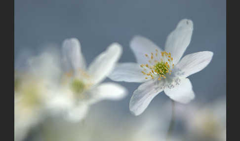 Busch-Windröschen (Anemone nemorosa)